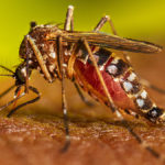 Nuevo informe del Idep Salud sobre la epidemia de dengue
