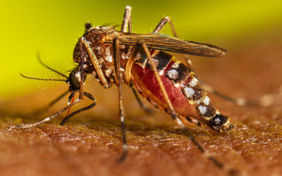 Nuevo informe del Idep Salud sobre la epidemia de dengue